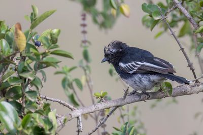 White-bellied Tit - Witbuikmees - Mésange à ventre blanc