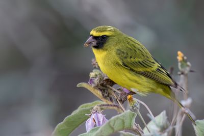 African Citril - Dunbekkanarie - Serin d'Abyssinie (m)