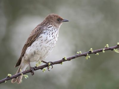 Violet-backed Starling - Amethistspreeuw - Spréo améthyste