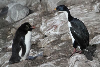 Imperial Shag - Keizeraalscholver - Cormoran imprial