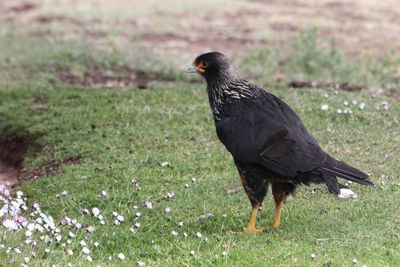 Striated Caracara - Falklandcaracara - Caracara austral