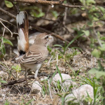Rufous-tailed Scrub Robin - Rosse Waaierstaart - Agrobate roux