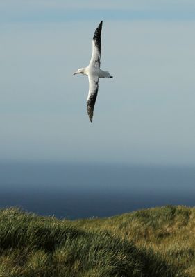 Snowy Albatross - Grote Albatros - Albatros hurleur (m)