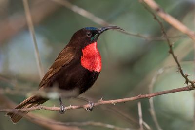 Scarlet-chested Sunbird - Roodborsthoningzuiger - Souimanga  poitrine rouge (m)