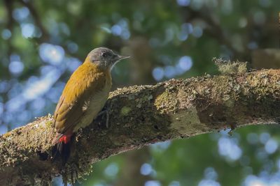 Olive Woodpecker - Olijfspecht - Pic olive