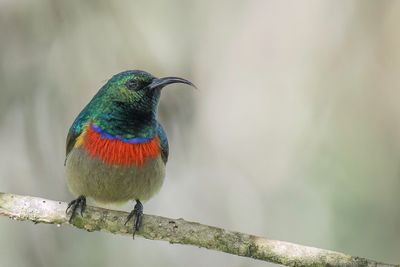 Usambara Double-collared Sunbird - Usambarahoningzuiger - Souimanga des Usambara (m)