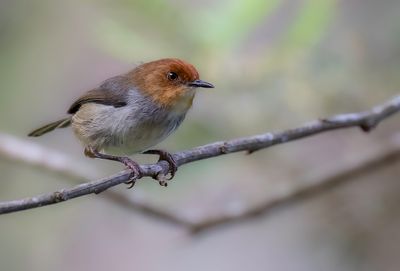Red-capped Forest Warbler - Roodkapsnijdervogel - Couturire d'Afrique