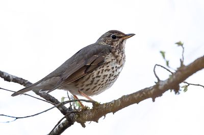 Song Thrush - Zanglijster - Grive musicienne
