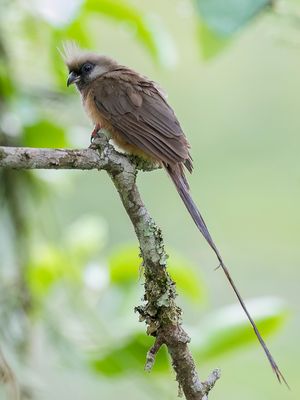 Speckled Mousebird - Bruine Muisvogel - Coliou ray