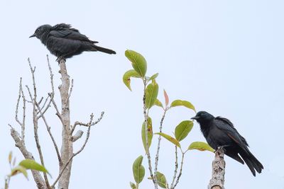 Waller's Starling - Wallers Spreeuw - Rufipenne de Waller