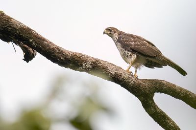 Black Sparrowhawk - Zwarte Havik - Autour noir