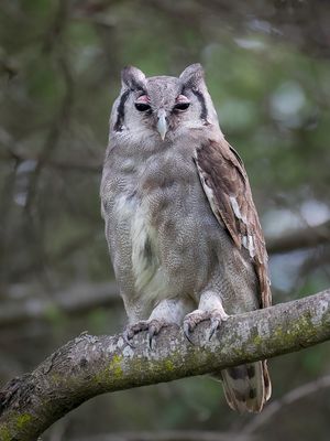 Verreaux's Eagle-Owl - Verreaux Oehoe - Grand-duc de Verreaux