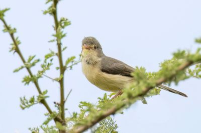 Buff-bellied Warbler - Acacia-apalis - Phyllolas  ventre fauve
