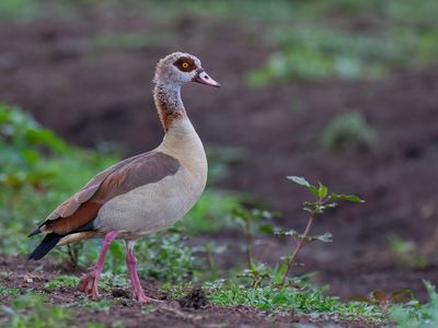 Egyptian Goose - Nijlgans - Ouette d'gypte