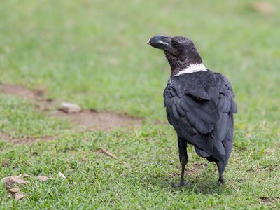 White-necked Raven - Witnekraaf - Corbeau  nuque blanche