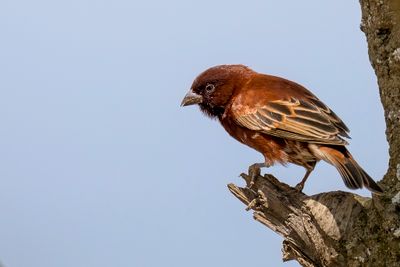Chestnut Sparrow - Kastanjemus - Moineau d'Emin