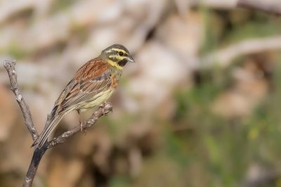 Cirl Bunting - Cirlgors - Bruant zizi