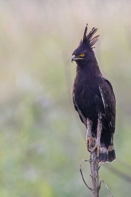 Long-crested Eagle - Afrikaanse Zwarte Kuifarend - Aigle huppard