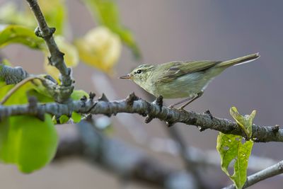 Green Warbler - Groene Fitis - Pouillot du Caucase