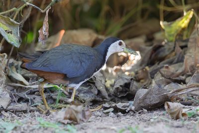 White-breasted Waterhen - Witborstwaterhoen - Rle  poitrine blanche