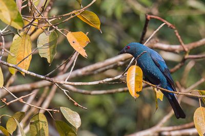 Asian Fairy Bluebird - Indische Blauwrug - Irne vierge (f)