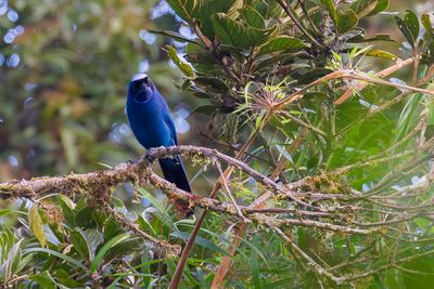 White-collared Jay - Witkraaggaai - Geai indigo