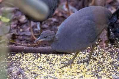 Cinereous Tinamou - Grauwe Tinamoe - Tinamou cendr