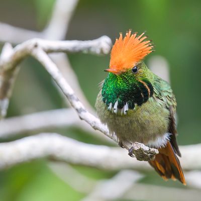 Rufous-crested Coquette - Vuurkuifkoketkolibrie - Coquette de Delattre (m)