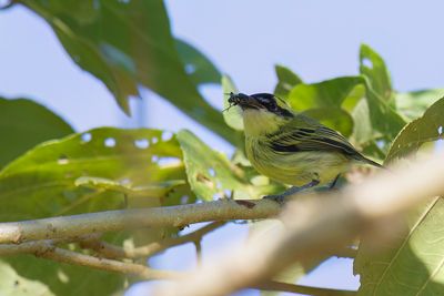 Yellow-browed Tody-Flycatcher - Geelbrauwschoffelsnavel - Todirostre brid