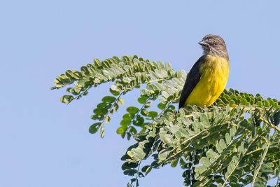 Dusky-chested Flycatcher - Kortsnaveltiran - Tyran  gorge raye