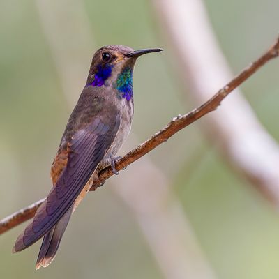 Brown Violetear - Bruine Violetoorkolibrie - Colibri de Delphine