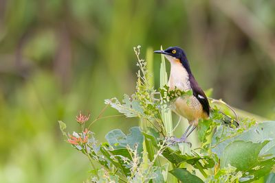Black-capped Donacobius - Zwartkopdonacobius - Troglodyte  miroir