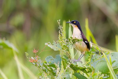 Black-capped Donacobius - Zwartkopdonacobius - Troglodyte  miroir