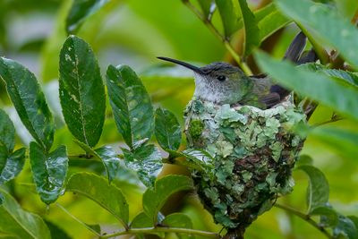 White-bellied Hummingbird - Sneeuwbuikamazilia - Ariane  ventre blanc