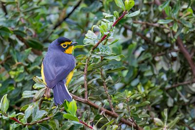 Spectacled Whitestart - Brilzanger - Paruline  lunettes