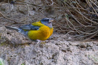 Peruvian Sierra Finch - Punasierragors - Phrygile du Prou (m)