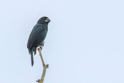 Black-billed Seed Finch - Zwartsnavelzaadkraker - Sporophile à bec noir (m)