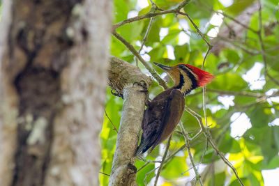 Olive-backed Woodpecker - Olijfbuikspecht - Pic oriflamme