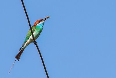 Blue-throated Bee-eater - Maleise Bijeneter - Gupier  gorge bleue