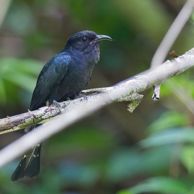 Square-tailed Drongo-Cuckoo - Rechtstaartdrongokoekoek - Coucou surnicou