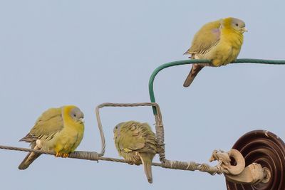 Yellow-footed Green Pigeon - Geelpootpapegaaiduif - Colombar commandeur