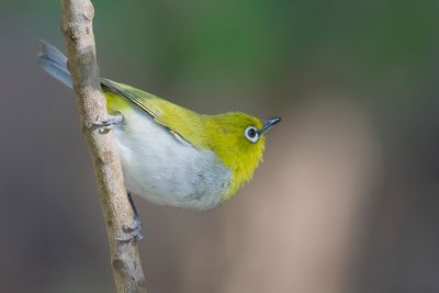Indian White-eye - Indiase Brilvogel - Zostérops oriental