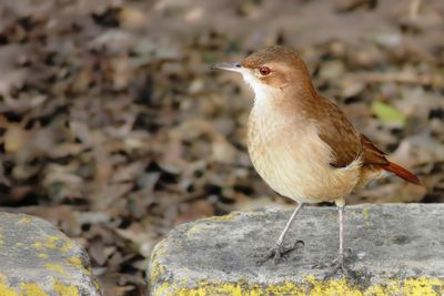 Rufous hornero - Rosse Ovenvogel - Fournier roux