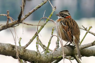 Rufous-collared Sparrow - Roodkraaggors - Bruant chingolo