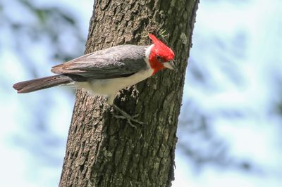 Red-crested Cardinal - Roodkuifkardinaal - Paroare hupp
