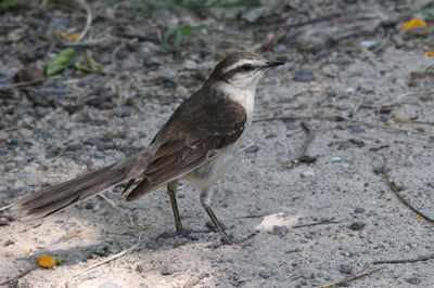 Chalk-browed Mockingbird - Camposspotlijster - Moqueur plomb