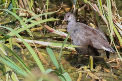Common Gallinule - Amerikaans Waterhoen - Gallinule d'Amrique (j)