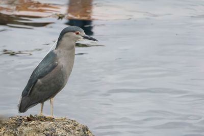 Black-crowned Night Heron - Kwak - Bihoreau gris