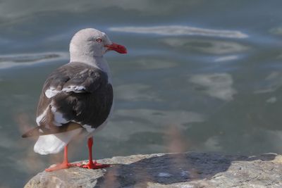 Dolphin Gull - Dolfijnmeeuw - Goland de Scoresby