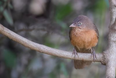 Rufous Chatterer - Rosse Babbelaar - Cratrope rubigineux
